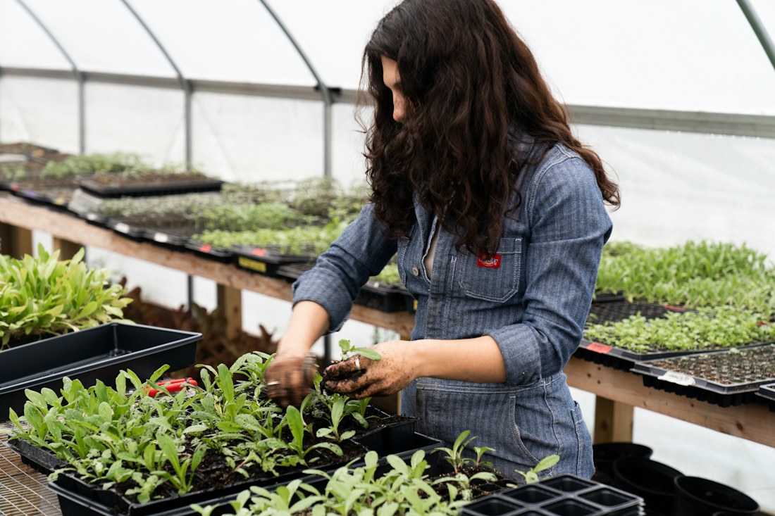 Seedlings being prepared for greenhouse growing
